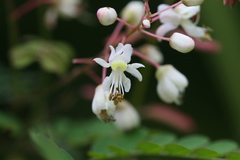 Pterolobium hexapetalum